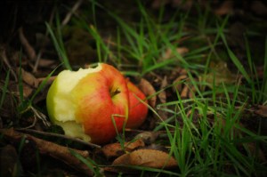 forbidden_fruit_small_500px